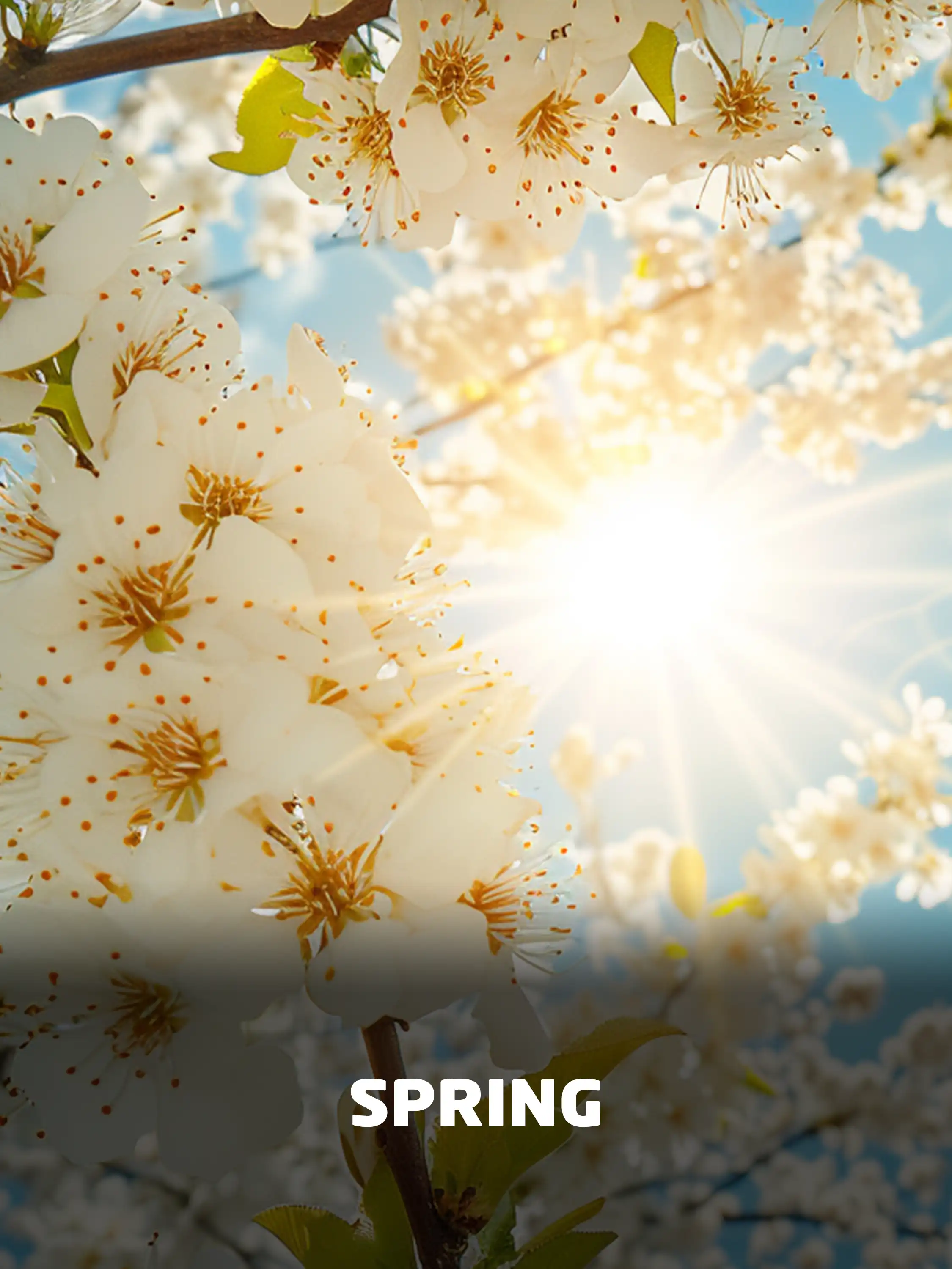 Spring
